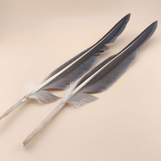 2 Plumas Auca